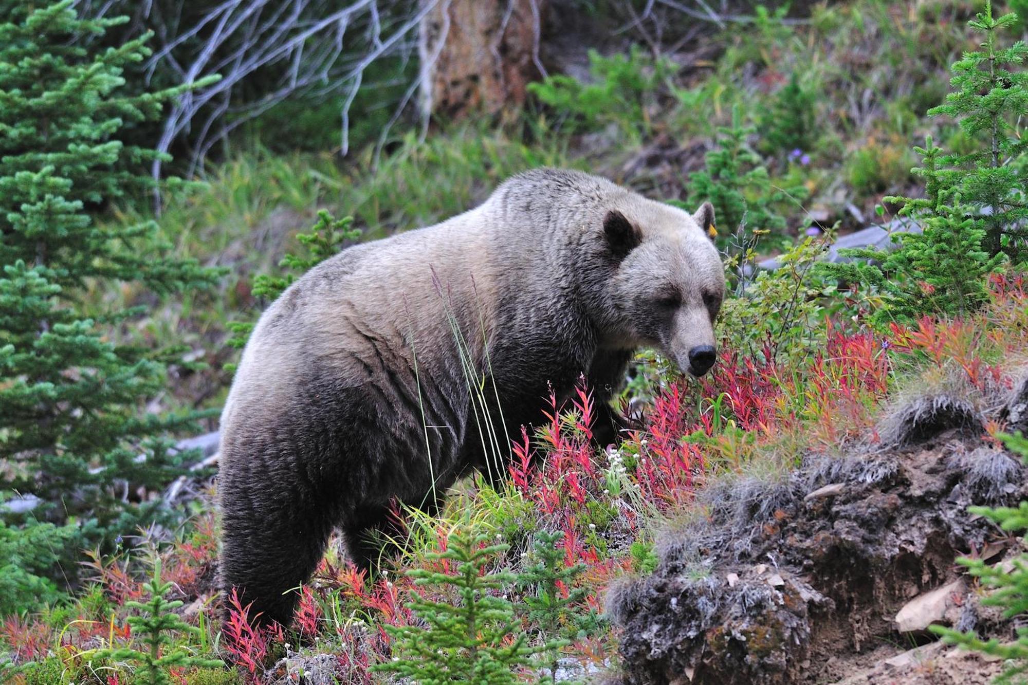 A Bear And Bison Country Inn แคนมอร์ ภายนอก รูปภาพ