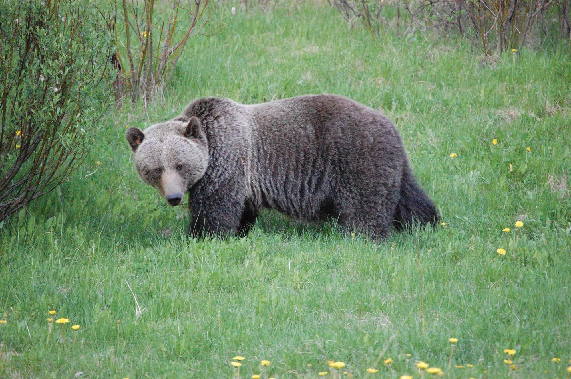 A Bear And Bison Country Inn แคนมอร์ ภายนอก รูปภาพ